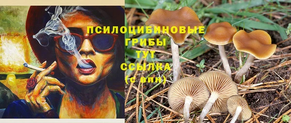 прущие грибы Заводоуковск
